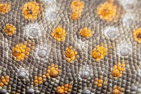Macro skin gecko Stock Photos