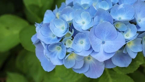 Macro of sky blue hydrangea flowers swaying gently in the breeze 動画素材 337392711