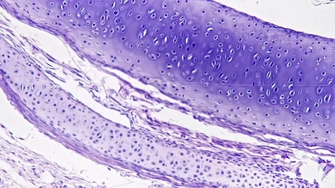 Macro slide of bone cell in section under microscope 400x on bright field Stock Footage 220870642