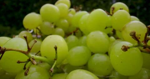 Macro slide through a bunch of green grapes Stock Footage 137883600