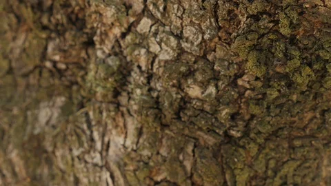 Macro slider movement of the rough texture of the bark of an ancient olive tree Stock Footage 117433990