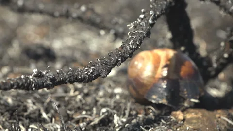 Macro Slider Over Charred Ground With Empty Snail Shell After Grass Fire Stock Footage 340488983