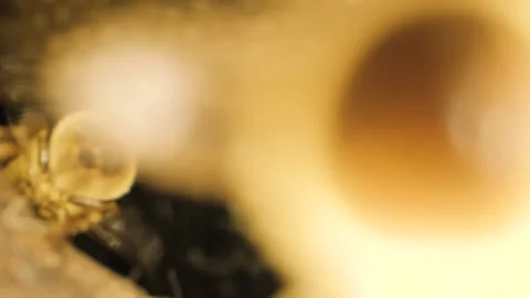 Macro slider shot from inside the beehive, with a beautiful patterned wall 動画素材 202246409