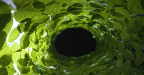Macro slider shot inside of grassy and mossy green tunnel pipe well underground Stock Footage 153919798