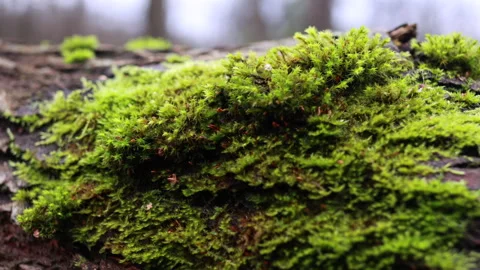 A Macro Slider Shot Moves From Left To Right, Revealing The Intricate Texture Of Stock Footage 320888317