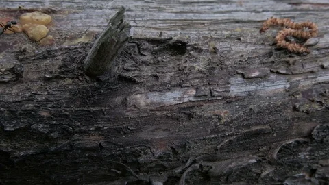 Macro slider of a tree with ants Stock Footage 92463717