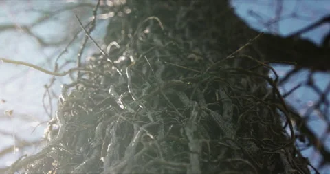 Macro slider of tree trunk covered by plant in wood forest with sun shining Stock Footage 268216392