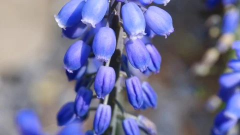Macro slider video of a Mini hyacinths in spring while it flowers Video stock 129033401