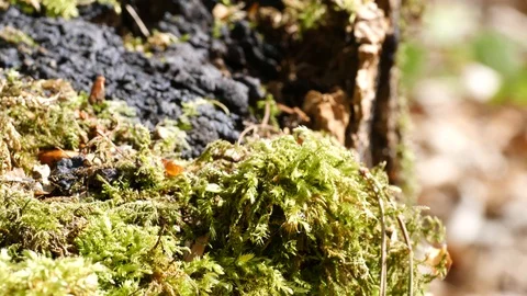 Macro slider video of moss on a tree stump in a forest 1 Video stock 129033873