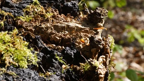 Macro slider video of moss on a tree stump in a forest 2 Video stock 129033918