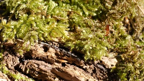 Macro slider video of moss on a tree stump in a forest 3 Video stock 129033948