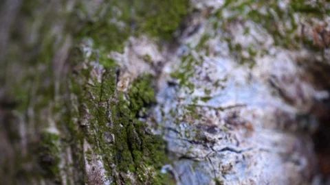 Macro slider video of a needle tree bark with moss at the edge of a hole 1 Video stock 129033368