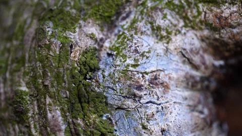 Macro slider video of a needle tree bark with moss at the edge of a hole 2 Video stock 129033478