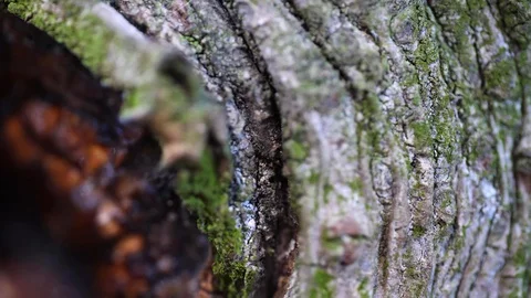Macro slider video of a needle tree bark with moss at the edge of a hole 3 Video stock 129033500