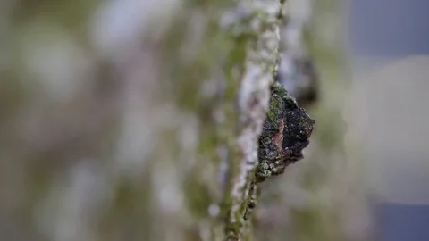 Macro slider video of a needle tree bark with moss at the edge of a hole 4 Video stock 129033622