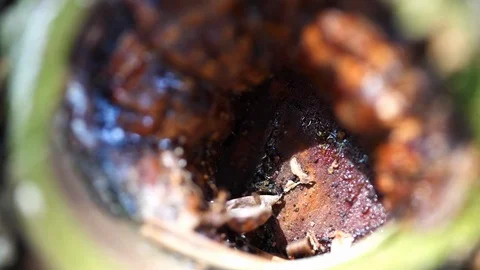 Macro slider video of a view into the knothole of a needle tree with resin 1 Video stock 129033610