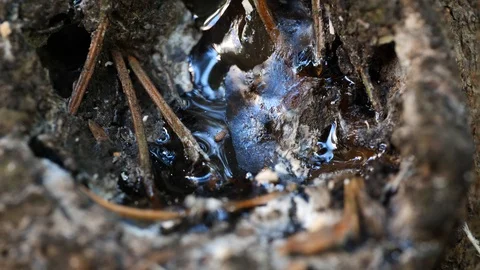 Macro slider video of a view into the knothole of a needle tree with resin 3 Video stock 129033803