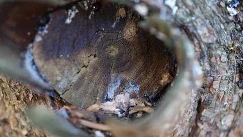 Macro slider video of a view into the knothole of a needle tree with resin 4 Video stock 129033842