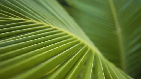 Macro slider view of young coconut tree palm leaf pattern Stock Footage 161686631