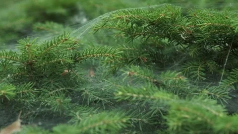Macro sliding dolly shot of the cobweb on coniferous tree Stock Footage 261141207