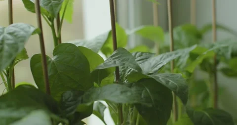 Macro sliding shot of pepper seedlings growing at home on windowsill. Young Stock Footage 153071132