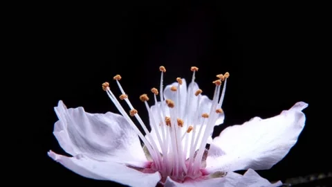 Macro Slow motion. An almond flower in bright sunlight rotates against a dark ba Stock Footage 239325412