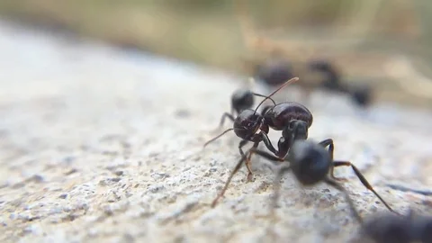 Macro Slow Motion Ant Fight Territorial Insect Behavior Video stock 109292255