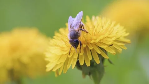 Macro slow motion of bee on dandelion Stock Footage 230041722