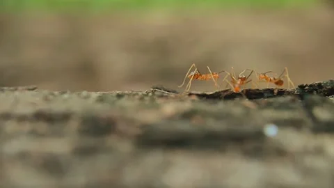 Macro Slow Motion Close-Up Red Ants Crawling On Tree Trunk Stock Footage 231368596