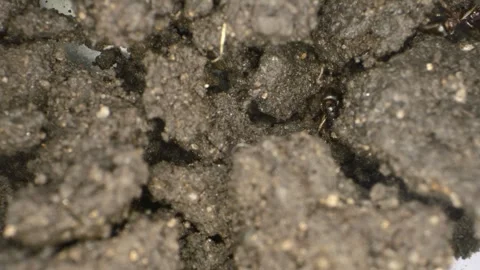 Macro slow-motion footage of ants moving through their tunnels, showcasing .. Video stock 267990803