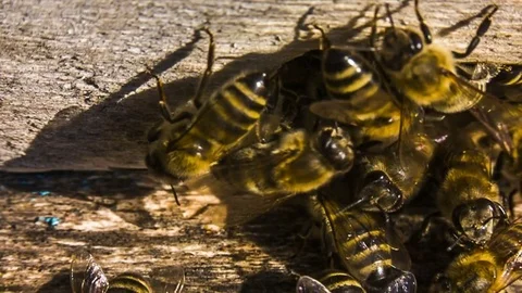 Macro slow motion. Honey Bees At The Entrance To Hive 库存影片 79047231