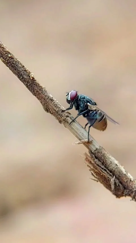 Macro Slow Motion House Fly Perched for Biology Class Stock Footage 346054487