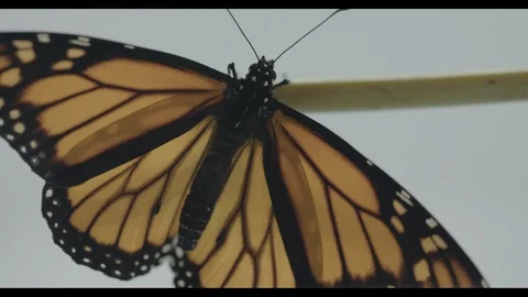 Macro slow motion monarch butterfly flapping wings Vídeos de archivo 113380403