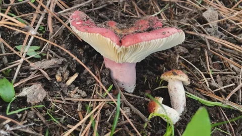 Macro slow motion of pink Russula mushroom emerging from soil Stock Footage 328203975