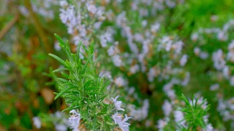 Macro Slow motion pushing down into a lush rosemary bush on rainy day Stock Footage 106780086