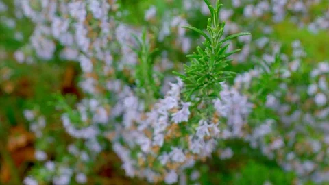 Macro Slow motion pushing down into a lush rosemary bush Stock Footage 106780096