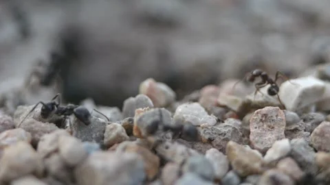 Macro slow motion recording of ants transporting food on rough cracked grou.. Stock Footage 320076822