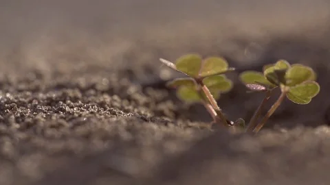 Macro slow motion shot of an ant leaving its hill Stock Footage 92473664