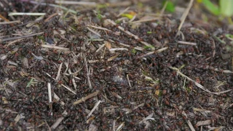 A macro slow motion shot of a ants nest - swarm with thousands of tiny ants Video stock 242837180