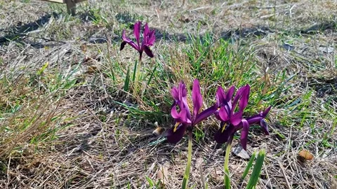 Macro slow motion shot of a bee pollinating a purple iris flower in the fie.. Stock Footage 335886498