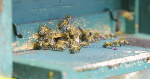 Macro slow motion shot, bees enter and exit beehive with food, shallow focus. Stock Footage 132505307