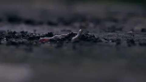 Macro slow motion shot of millipede crawling over a mound of dirt 스톡 동영상 153304730