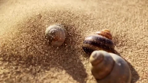 Macro slow-motion shot of sand slowly falling onto seashells, capturing fine  Video stock 310329673