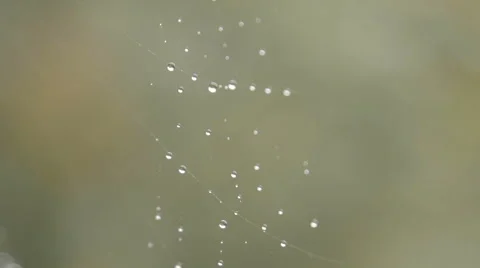 A macro slow motion shot of a spiders web with water droplets Video stock 60243307