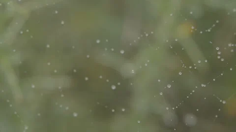 A macro slow motion shot of a spiders web with water droplets Stock Footage 60243566