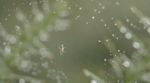 A macro slow motion shot of a spiders web with water droplets Stock-Footage 60243592