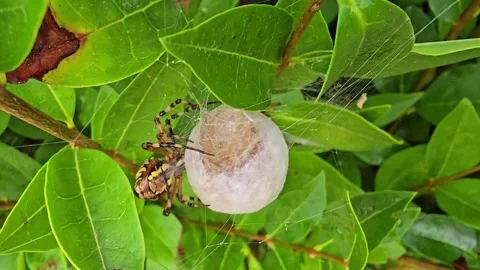 Macro slow motion showing tiger spider building a round egg cocoon, silk ap.. Video stock 320164579