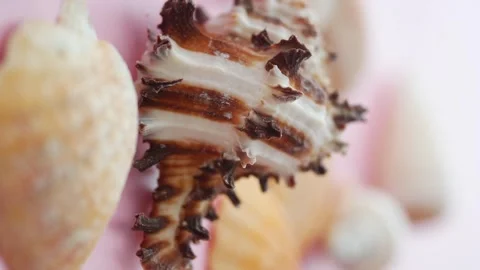 Macro slow motion video of beautiful ocean seashells on soft pink backgroun.. Stock-Footage 332889478