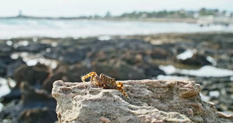 Macro slow motion video of a crab moving on a stone on the sea shore. Stock Footage 236300316