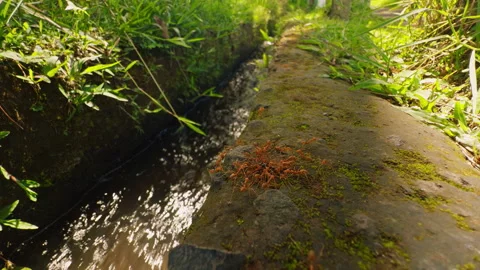 Macro Slow Motion View of Ant Colony Moving Along Moss Covered Irrigation Channe Stock Footage 337016429